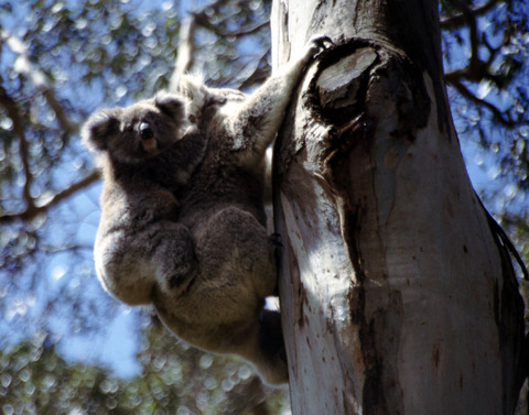 australia - koala.jpg